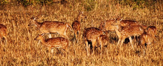 Group of Spotted Deers in Corbett National Park