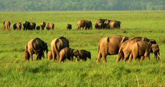 Corbett just 6 hrs drive from Delhi