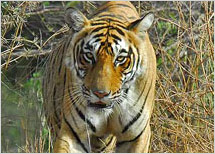 Bandhavgarh Tour Package