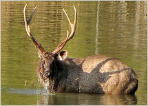 Kanha National Park Tour Package