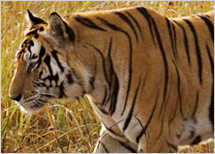 Panna National Park Tour Package