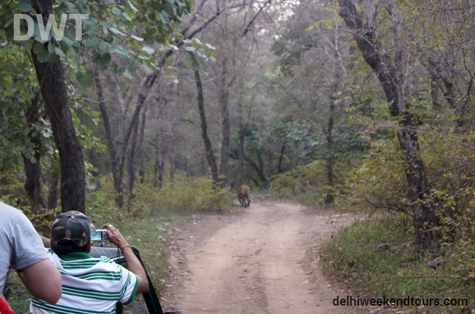 Ranthambore City Photo