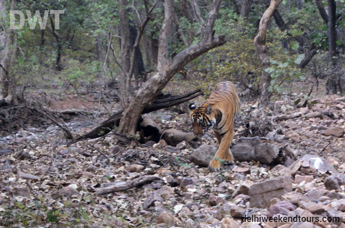 Ranthambore City Photo