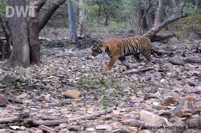 Ranthambore City Photo