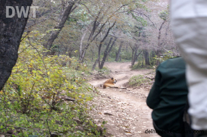 Ranthambore City Photo