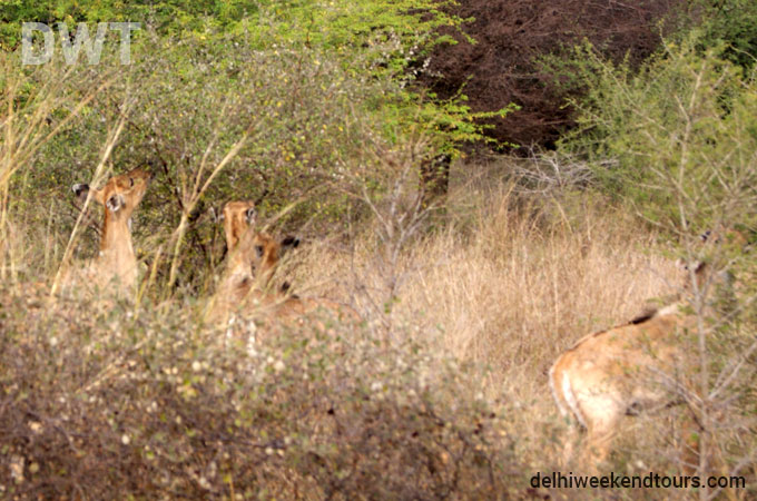 Ranthambore City Photo