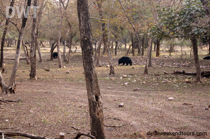 Ranthambore City Photo