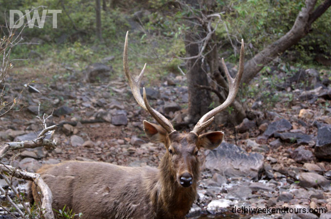 Ranthambore City Photo